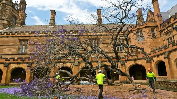 The fallen jacaranda tree inside Sydney University's south-eastern quadrangle.