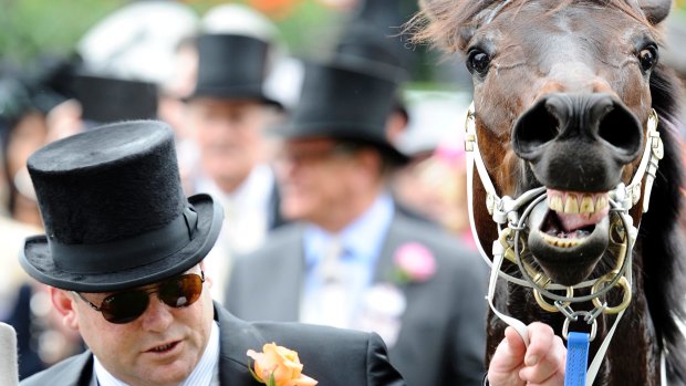 Taking on the world: Peter Moody with Black Caviar after winning the Diamond Jubilee Stakes at Royal Ascot