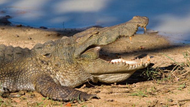 Bob Katter's crocodile concerns featured in Parliament on Monday.