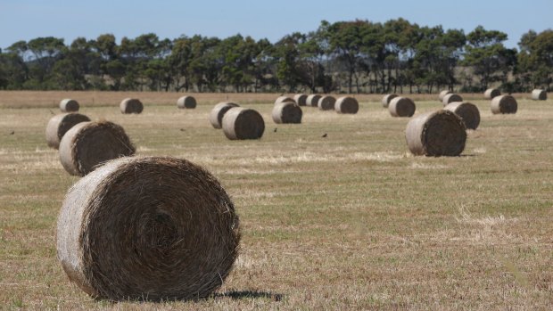 With extreme heat and a northerly wind predicted, there are concerns fires could be started by spontaneously combusting hay bales.