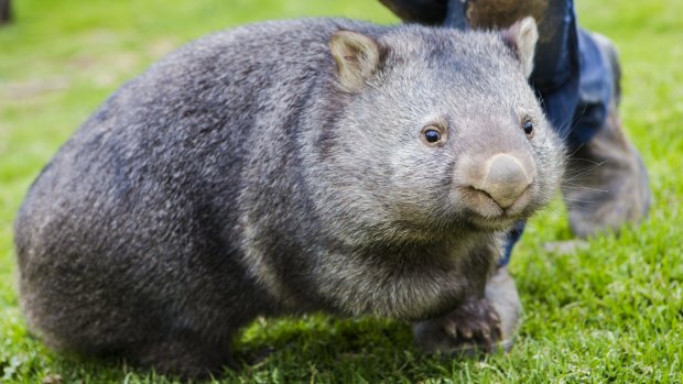 The Sleepy Burrows Wombat Sanctuary is having a fund-raising drive so they can build a new wombat enclosure.