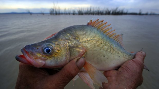 Golden perch are running hot in Canberra's lakes.