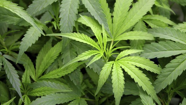 CT Greens Minister Shane Rattenbury introduced a bill into the Legislative Assembly that would allow terminally and chronically ill people in Canberra to grow marijuana and use the drug to alleviate pain and symptoms.