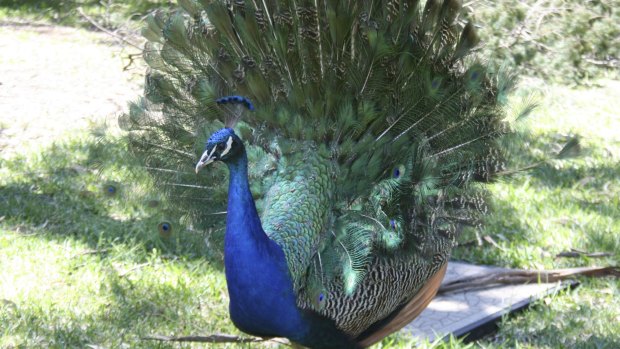 A peacock at Taronga Plains Zoo, Dubbo. It was one of eight peafowl relocated from Narrabundah in 2013.