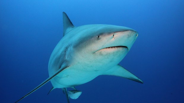 A new WA study says over-hunting sharks is detrimental for fish at every level of the food chain.