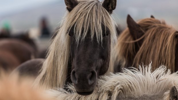 An Icelandic horse is smaller than other horses, but strong.