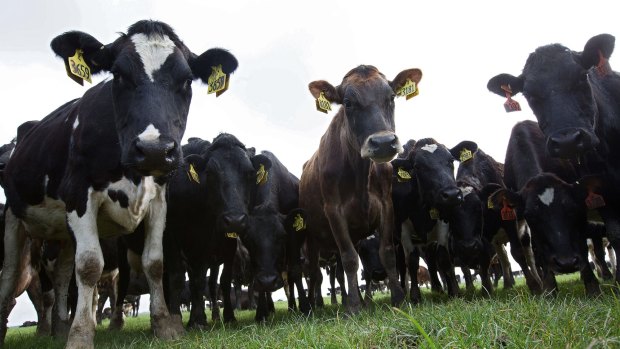 New Zealand has seen dairy prices fall almost 45 per cent in the past year.