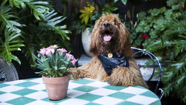 Pooch's paradise: Paws up for the Beresford Dog Show on Saturday, December 5. 