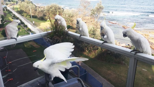 We have company: Cockatoos drop in on an apartment in Cronulla.
