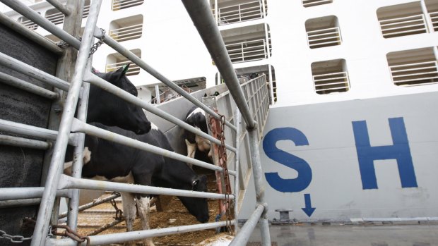 Wellard exported 400,000 head of cattle last financial year.