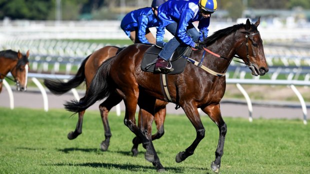 Unrivalled: Winx in action during her Randwick barrier trial on Tuesday morning.