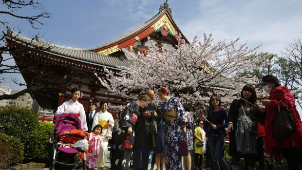 Tourists clad in Japanese kimono check photos shot under cherry blossoms at Asakusa district in Tokyo on Thursday.