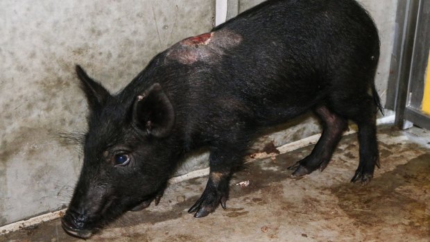 A pig photographed during an RSPCA raid in Queensland.