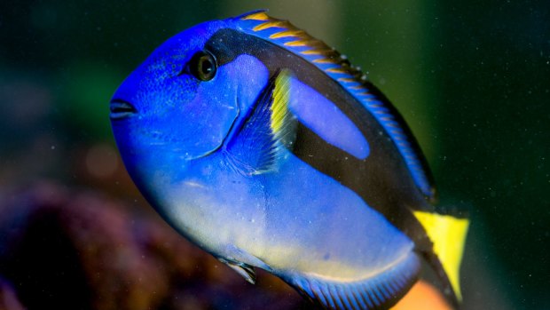 The 'Dory' fish (actually named Blue Tang) is not bred in captivity and is not an ideal fish to keep as a pet for beginners.