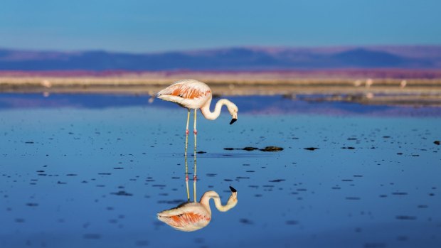Atacama Desert with wild flamingos, Chile.
