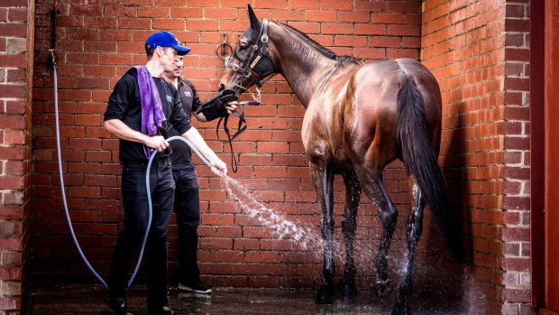 Best mates: Ben Cadden hoses Winx down after trackwork at Moonee Valley on Tuesday.