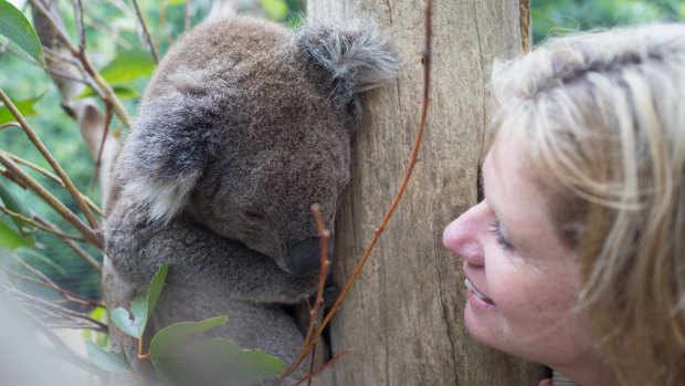 Kerry McMahon with one of the rescued koalas.