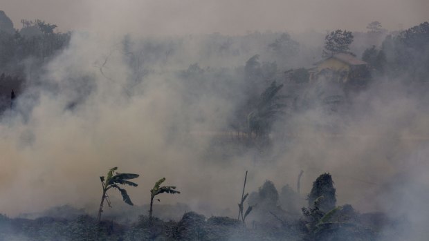 Thick smoke from a peatland fire in the Ogan Ilir district in Palembang, South Sumatra, earlier this month.