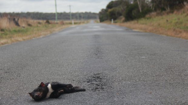 A wild devil killed on a Tasmanian road. 
