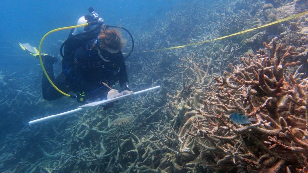 Surveying dead branching corals at Day Reef, near Lizard Island.