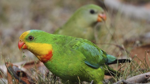 A male and female superb parrot. The threatened birds are breeding again in the ACT and region, but could be removed from Commonwealth legislation as a threatened species. 