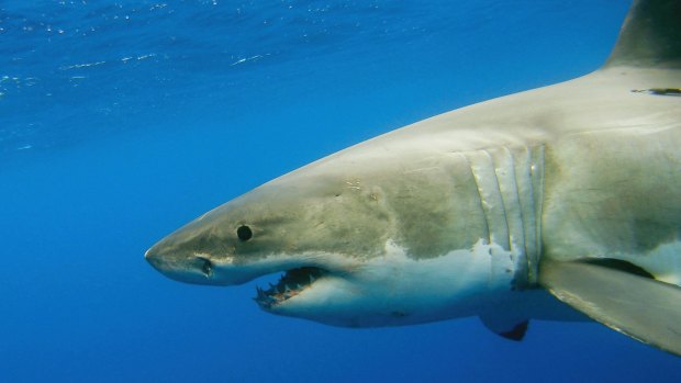 A great white shark: Senate report looks into the myths around shark bites.