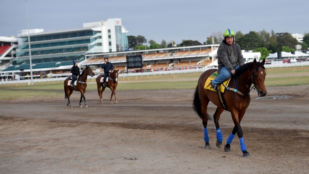 Precedence walks back to the stables after a trackwork session on Monday.