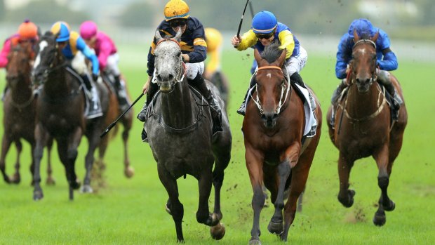 Straightening: The moment that Tommy Berry had to correct Chautauqua at the 100m mark in the Canterbury Stakes.