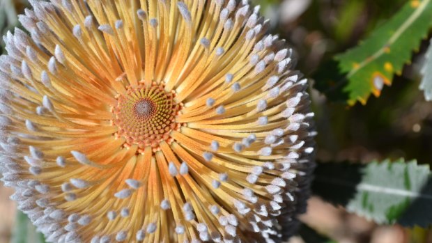 Banksia serrata, one of Australia's 79 banksia species.