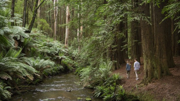 Tree ferns line the banks of the river, where fallen tree trunks carpeted in luscious mosses form natural bridges for animals to cross.