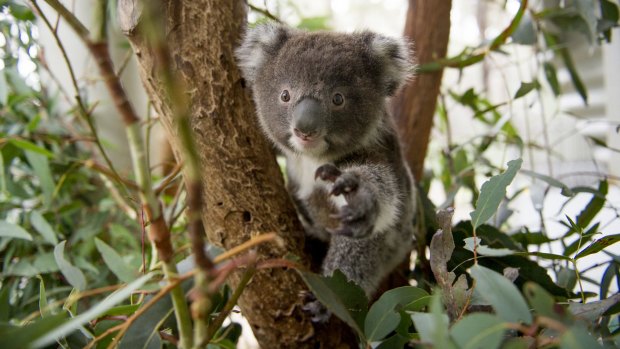 About 200 koalas are believed to live within two kilometres of the highway upgrade.