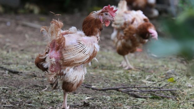 Two injured battery hens rescued from a caged egg farm in NSW.