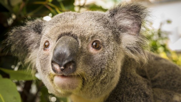 More cutie koalas coming up later today at Healesville Sanctuary.