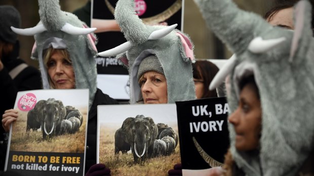 Members of the Action For Elephants group in elephant outfits take part in a demonstration against the ivory trade in London last month.