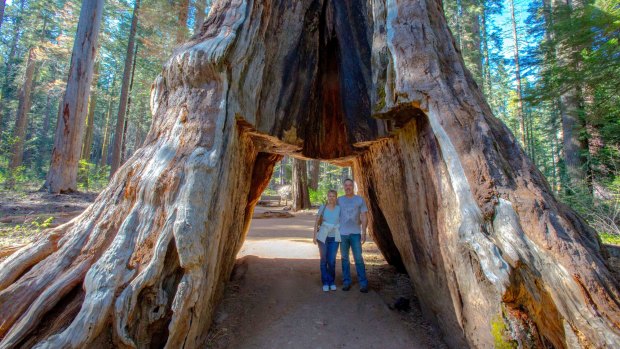 Hikers pose in the Pioneer's Cabin Tree, a giant sequoia that had a tunnel carved into it in the 1880s.