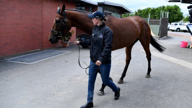 Cleared for race: Bonneval at her Flemington stable on Thursday.