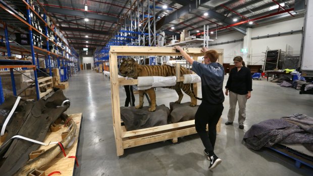 Removalists unpack a Sumatran tiger at the Australian Museum's new storage facility.