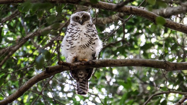 The powerful owl is one of the species that opponents of the proposed retirement village fear will be affected.