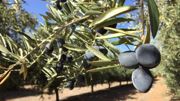 Olive oil harvesting has begun at Cobram Estate Groves in Boundary Bend, Victoria.