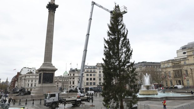 Workers put the finishing touches to the Trafalgar Square Christmas Tree earlier this week.