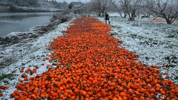 A man disposes of persimmons contaminated in the Fukushima disaster.