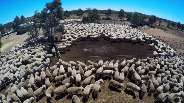 At Wirryilka Station, the Hilder family hope to average $1500 to $1600 a bale of wool. 