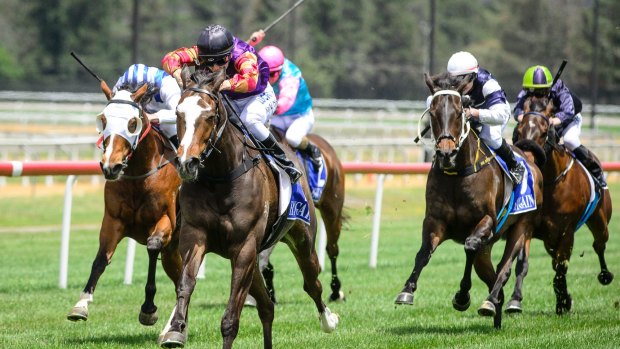 Jockey Kayla Nisbet drives Countof Montecarlo to win race one in Canberra on Sunday. 