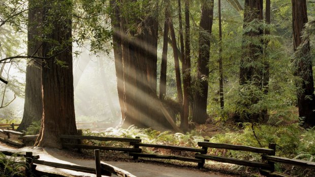 Muir Woods National Monument, California.