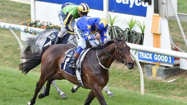 Too classy: The Offer wins the Bendigo Cup. 