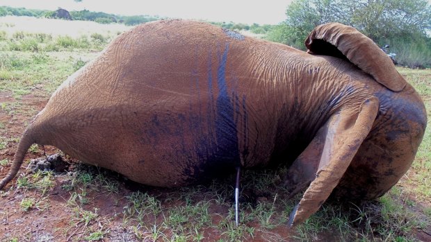 A pregnant elephant which was speared to death by poachers in Amboseli National Park, Kenya.