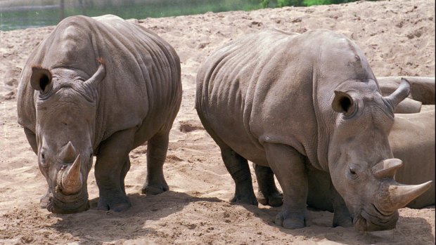 Two southern white rhinos at the San Diego Wild Animal Park in 1994.