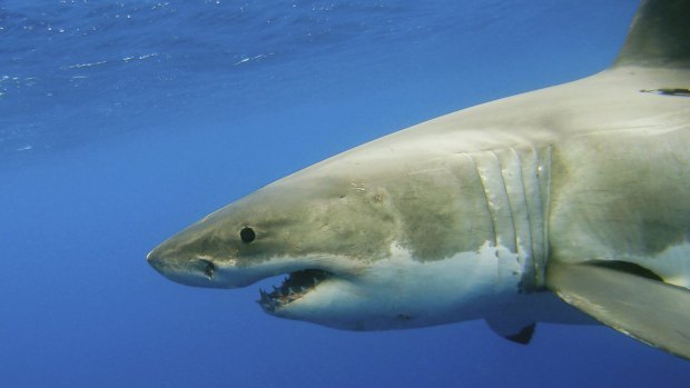 The founder of a South African shark spotter program will visit WA to inspects its coastlines and meet with stakeholders. 