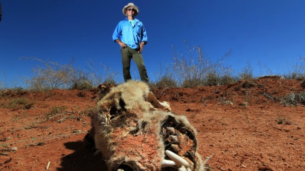 Brendan Cullen stands near the skeleton of a wild dog, which had likely been killed by bait. 