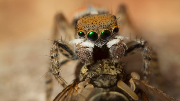 Maratus pavonis with prey.